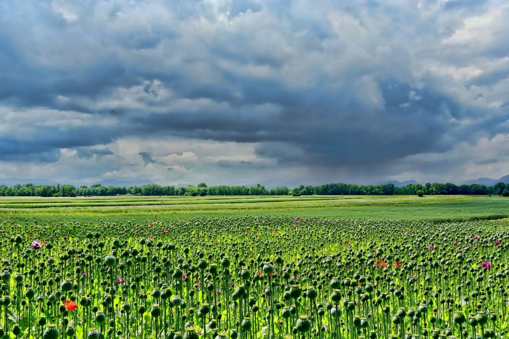 poppies, poppy field, meadow-3432640.jpg