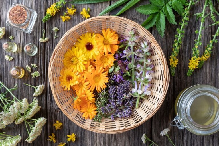 Flat lay of fresh and dried medicinal herbs including calendula, lavender, and sage in a basket, surrounded by essential oil bottles and natural remedies on a rustic wooden table.