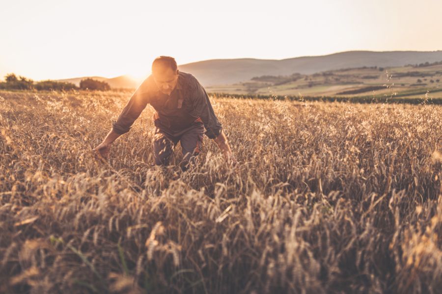 Man working in a field at sunrise representing laborers in the harvest