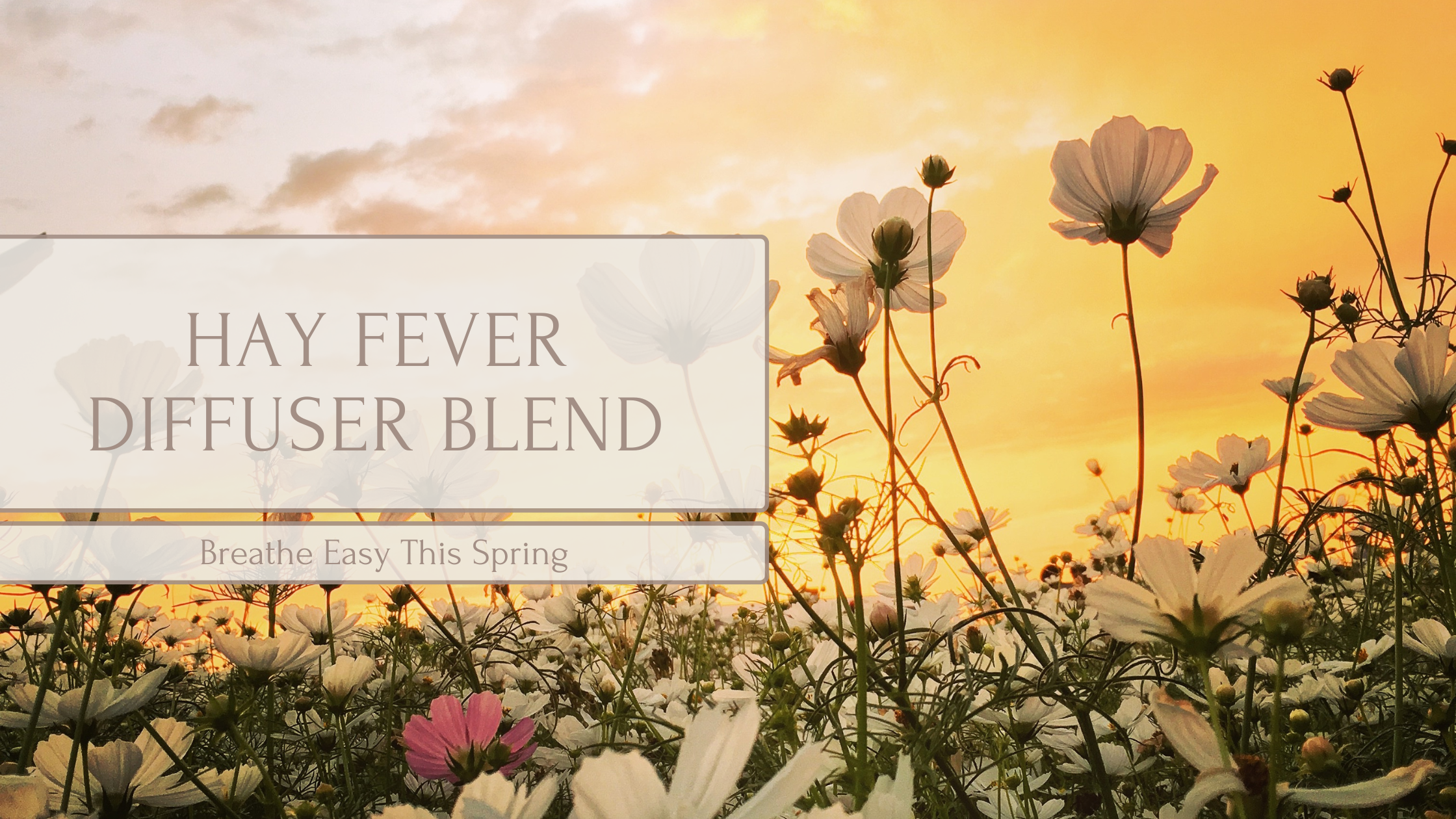 Hay fever diffuser blend with wildflowers at sunset for spring allergy relief.