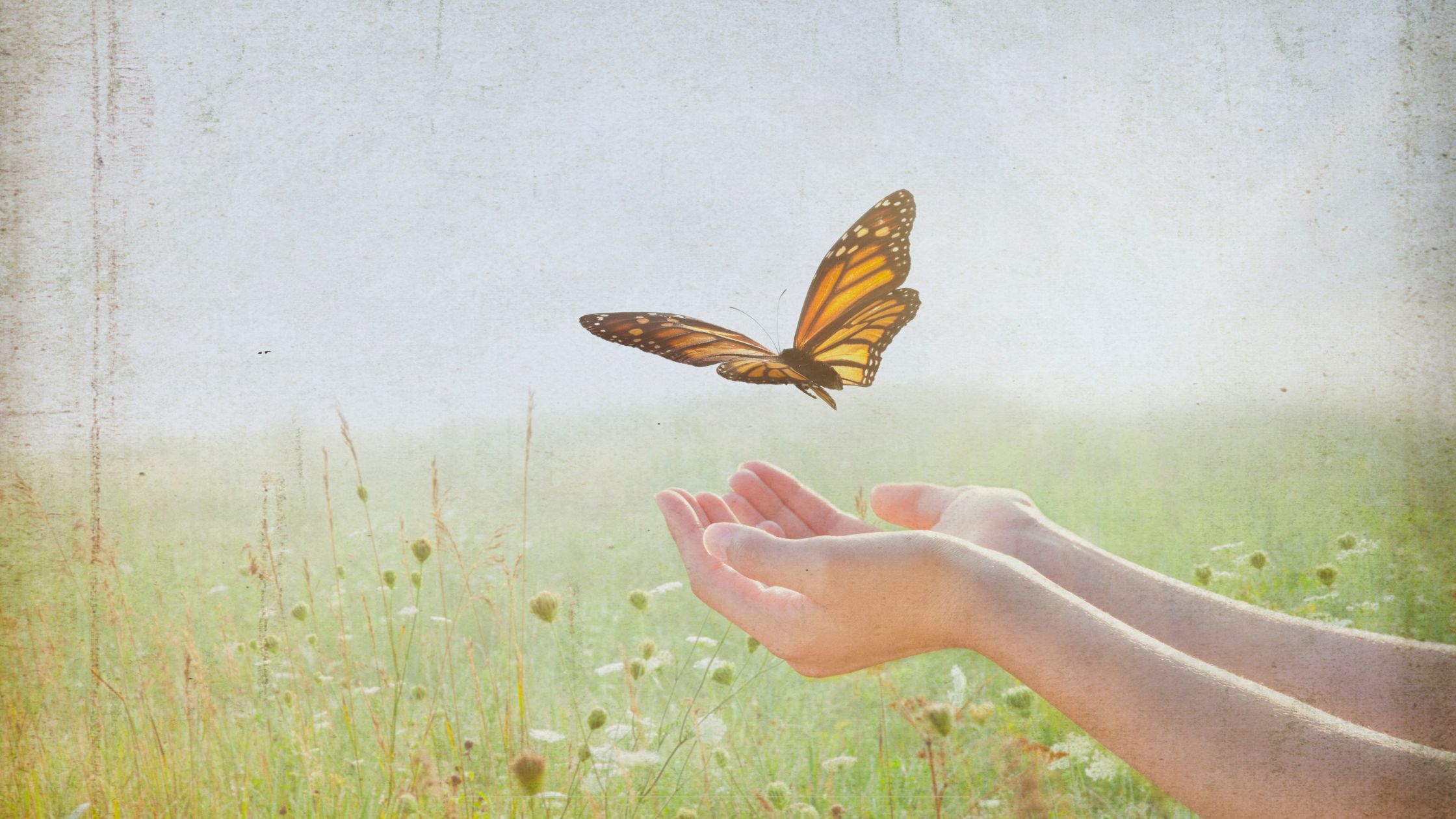 Open hands releasing a butterfly in a peaceful field — symbolic of trusting God’s timing when waiting feels hard.