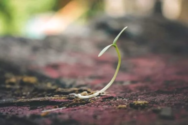 Faithful in the small things Christian blog banner seed growing through soil representing everyday faithfulness with God