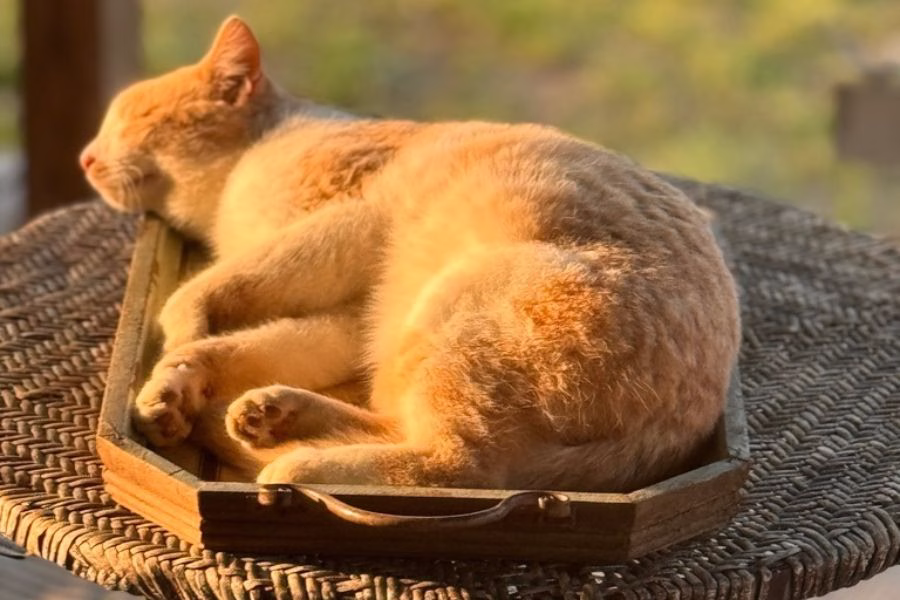 Resting cat in warm sunlight representing exhaustion, peace, and trusting God in difficult seasons
