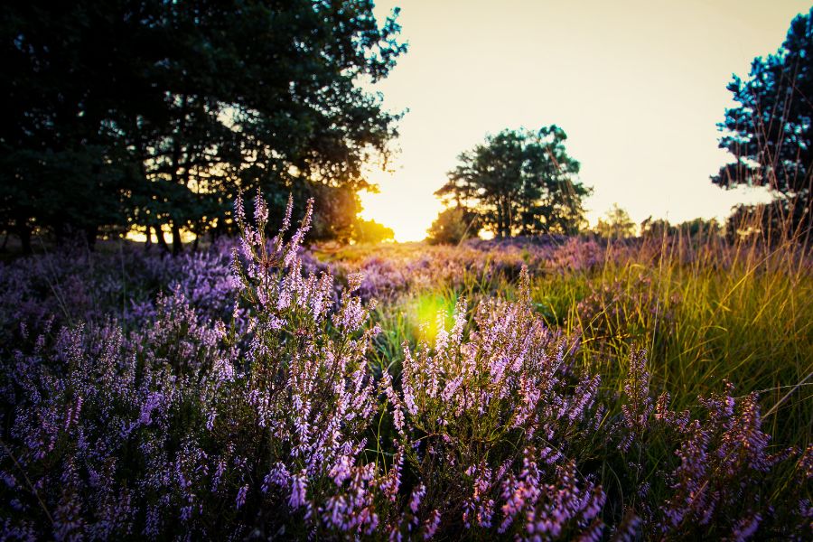 Lavender field at sunset representing a calming essential oil blend for overwhelm and a peaceful evening routine