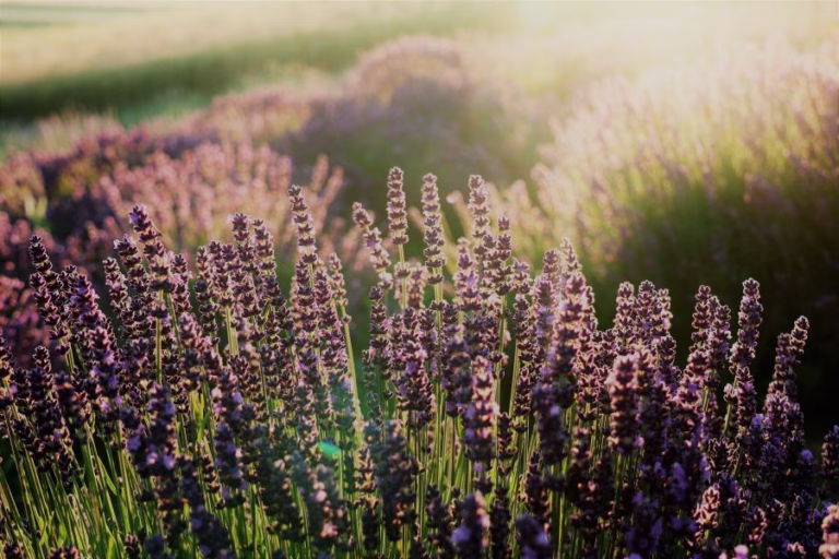Lavender field at sunset representing a calming essential oil blend for a peaceful evening routine