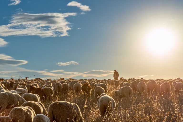 Shepherd tending a flock of sheep at sunrise, reflecting the quiet place where God shaped David’s heart before he became king.