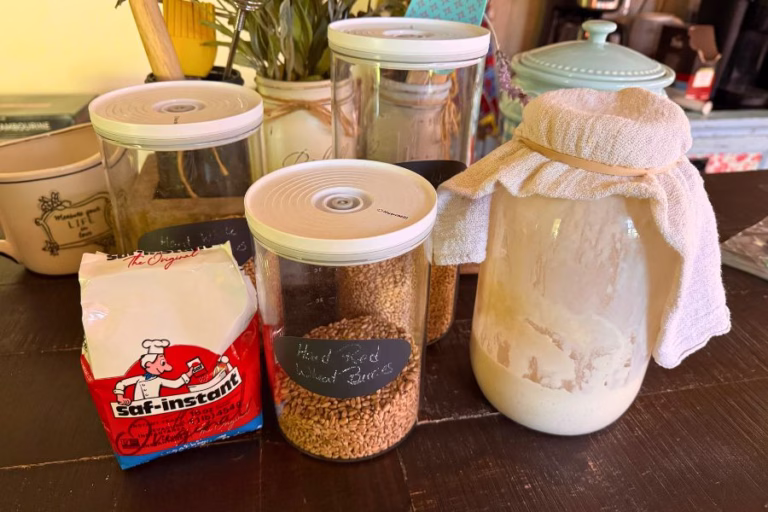 Yeast, hard red wheat berries, and a sourdough starter on a kitchen table during a fresh milled flour baking journey